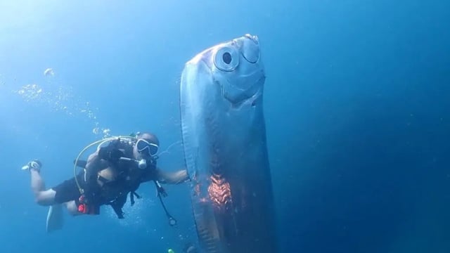 Giant Oarfish with strange shark bites found in Taiwan waters in 2023 (Representational)