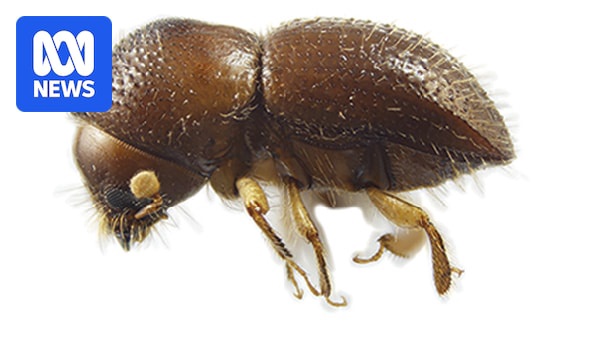 A brown beetle against a white background.