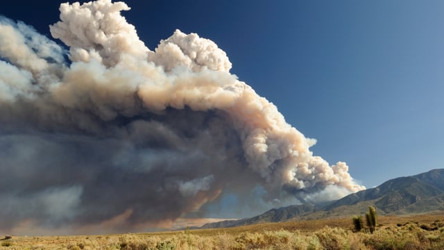 Brush Fire