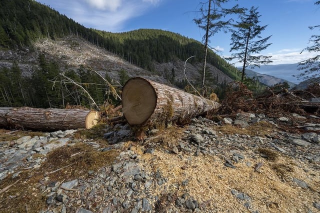 Fresh cut sawdust is seen from a tree cut from a cut block near the in the Fairy Creek logging area near Port Renfrew, B.C., Oct. 4, 2021. 