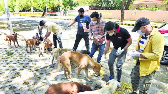 New Delhi, India- April 08, 2020: People feed stray dogs at Jantar Mantar Road on day fifteen of the 21 day nationwide lockdown against the coronavirus, in New Delhi, India on Wednesday, April 08, 2020. (Photo by Sonu Mehta/Hindustan Times) (Sonu Mehta/HT PHOTO)