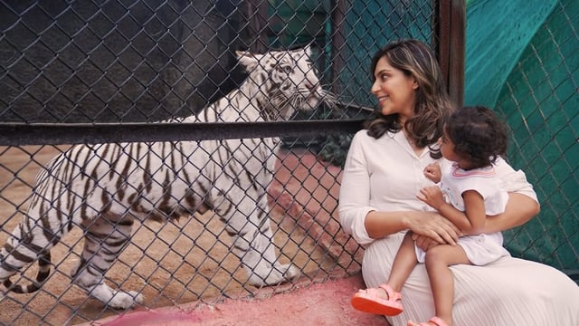 Ram Charan and Upasana Konidela's daughter Klin Kaara with her namesake tigress. 