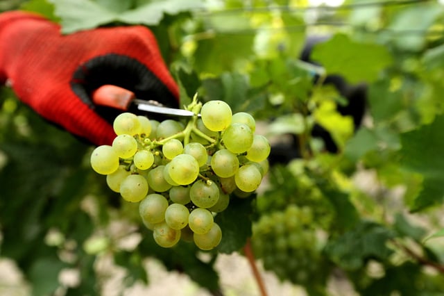 Les vendanges «de la honte»: prison ferme requise dans le procès pour traite d'être humain