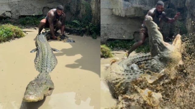 A viral video showed a man narrowly escaping a crocodile’s sudden lunge after trying to grab its tail.