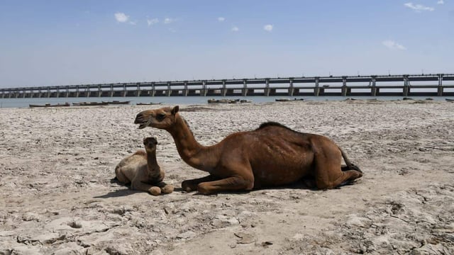 Camels sit on the dry riverbed of the Indus River, with the Kotri Barrage in the background, in Jamshoro, Pakistan. File image/Reuters