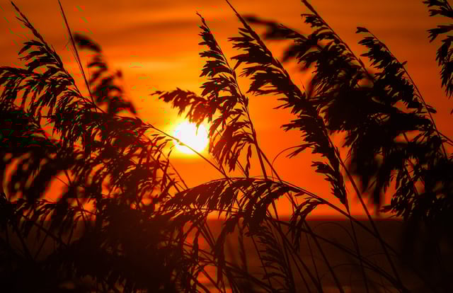 The sunrise Friday, June 20, viewed through the sea oats. Sunrise was at 6:26 Friday morning, the longest day of the year. The June solstice is the moment the Sun is directly above the Tropic of Cancer in the Northern Hemisphere. The days will now get shorter until the winter solstice in December.