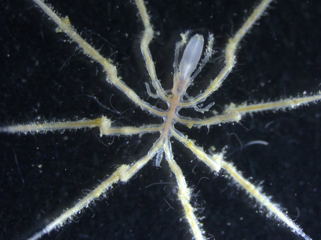 One of the newly discovered deep sea spider species.