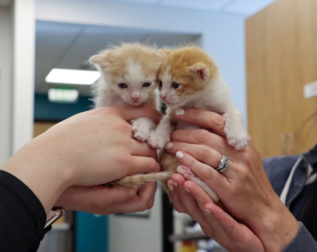 Kittens Frodo and Sam attended their four-week checkup at Helen Woodward Animal Center on Monday, June 16, 2025. The center says the kittens, found zip-tied in a shopping cart, are expected to fully recover. (Courtesy of Helen Woodward Animal Center)