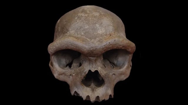 Skull found during WWII was hidden until 2018, then handed to a university