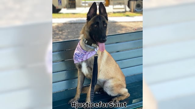 “Saint,” who was adopted from the Baldwin Park animal shelter by an El Monte family, is one of 10 dogs who died under the care of 53-year-old Kwong “Tony” Chun Sit of Irvine, Saint’s owner Aimee Gutierrez said. (Photo courtesy Aimee Gutierrez)