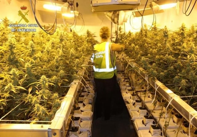 Plantación de marihuana