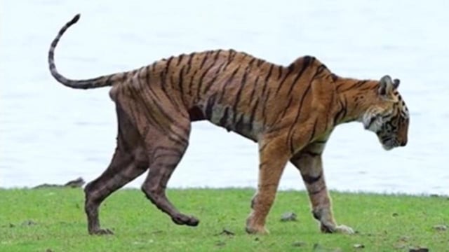 Arrowhead, the legendary Ranthambore tigress died on June 19 at an age of 11-years after suffering from bone cancer. (Instagram/sachin_rai_photography)