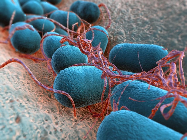 C’est la bactérie Escherichia coli (E. coli) qui est à l’origine de graves intoxications alimentaires dans l’Aisne, a confirmé le ministre de la santé dimanche 22 juin 2025.