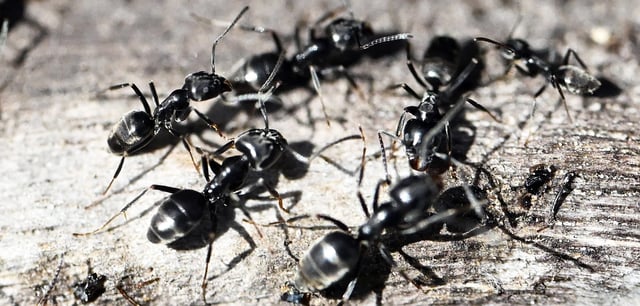 Ameisen der Art Tapinoma magnum können auch in Häuser eindringen