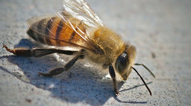 FILE - Africanized bees AKA "killer bees" present a potential danger to Americans, including those in Georgia.