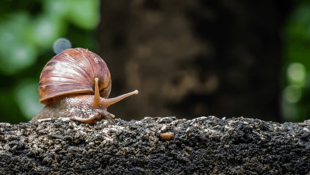 Garden Snails Now Venomous According To Radical Redefinition, And Things Get Surprisingly Sexy