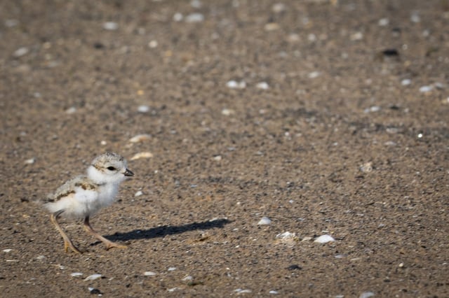 A piping plover chick runs along the sand at Montrose Beach on June 22, 2025. (Audrey Richardson/Chicago Tribune)