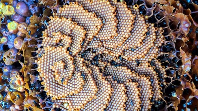 Tetragonula carbonaria combs. Image credit: Tobias Smith.