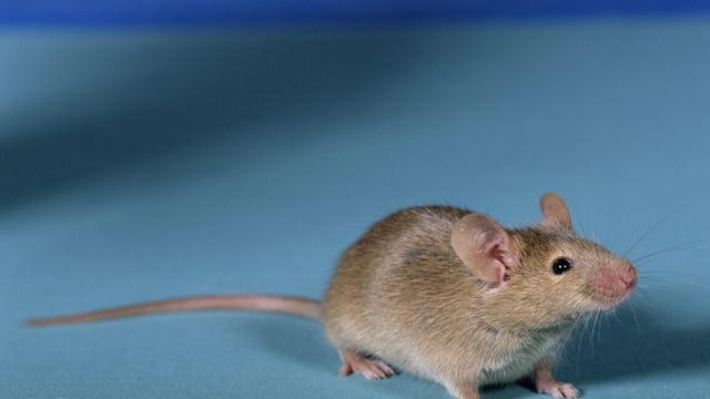 A typical looking brown mouse an an all-blue background.