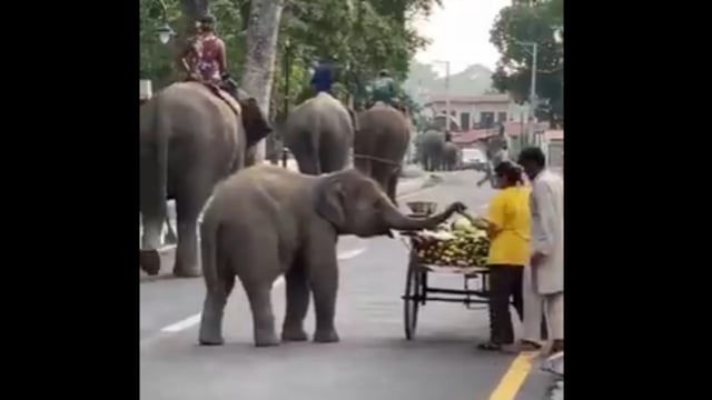 A baby elephant stole hearts online as it took a snack from a street cart.