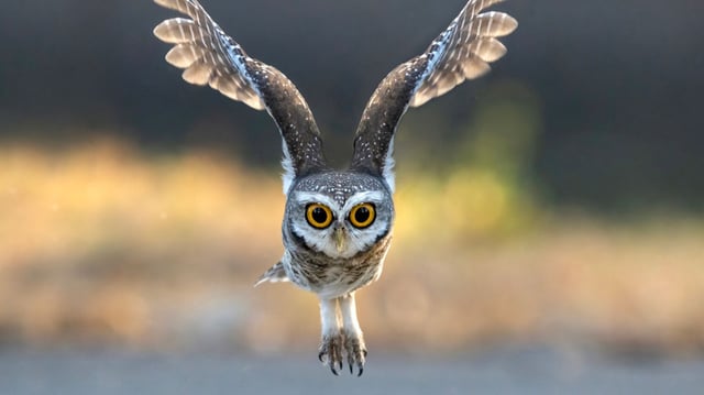 owl-inspired soundproofing.