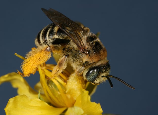 A member of Melissodes species up close.