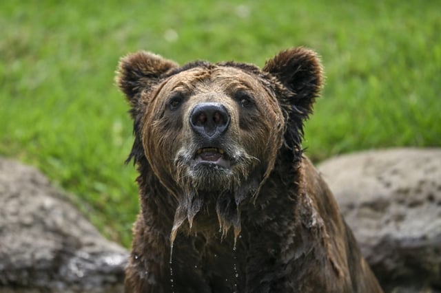 In einem Tierpark in Südwesten Englands sind zwei Bären aus ihrem Gehege ausgebüxt und haben sich über die Honig-Vorräte des Zoos hergemacht. Erst nach einer Stunde konnten sie zurück in ihre Gehege gelockt werden.
