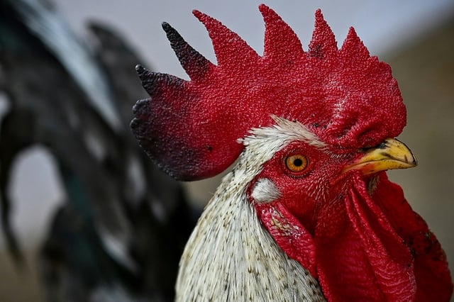 Das traditionelle Hahneköppen bleibt in Solingen unter engen Auflagen erlaubt. Ein Rechtsstreit zwischen zwei Vereinen und der Stadt Solingen endete vor dem Düsseldorfer Verwaltungsgericht mit einem Vergleich, wie ein Gerichtssprecher sagte.