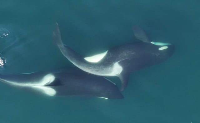 Zwei Schwertwale beim “Allokelping”: Sie reiben ein Stück Seetang zwischen sich, um ihre Haut z76u reinigen. © Center for Whale Research/ NMFS NOAA Permit 27038
