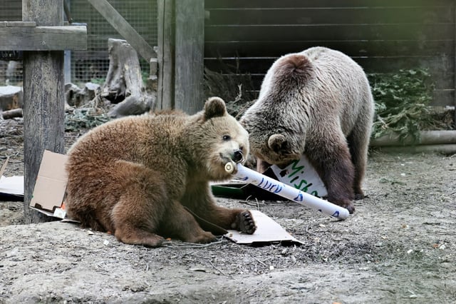 Bears Misha and Lucy, who escaped from their enclosure and devoured a week's worth of food store honey