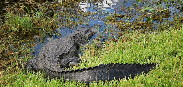 Die Alligatoren in Everglades sollen Migranten an der Flucht hindern