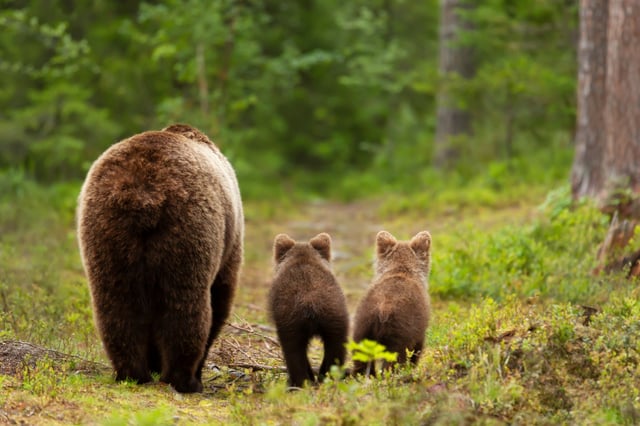 Après avoir profité de leur butin, les deux jeunes ours Mish et Lucy se sont paisiblement endormis dans leur enclos. (Image d’illustration)