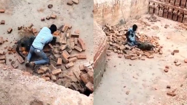 Man fighting Leopard viral video | Image: X