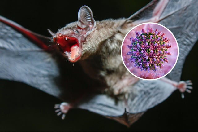 From left: A greater bamboo bat; and an image of the Hendra virus.