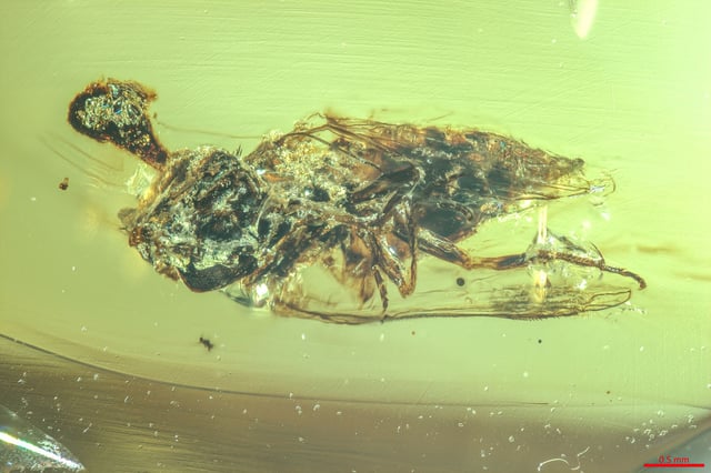 Fungi can be seen growing out of the head of an insect encased in 99-million-year-old amber.  
