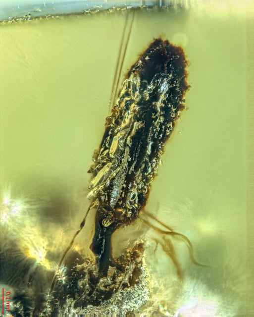 An ant infected with parasitic fungus trapped in 99 million-year-old amber.