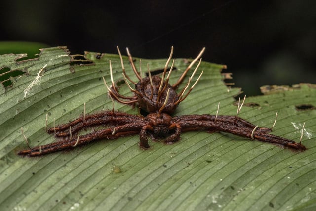 A spider that has been killed by an entomopathogenic fungus.