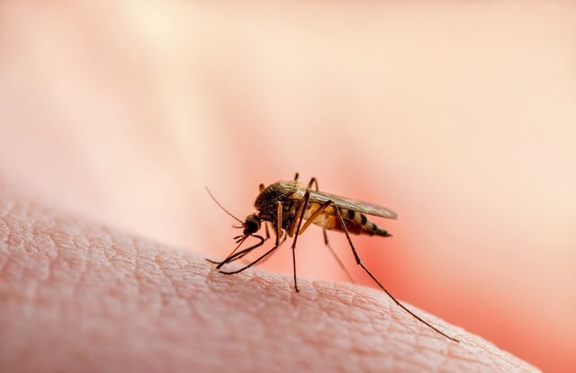 Aerial and truck-mounted ground spraying for mosquitoes will begin on Tuesday evening. (nechaevkon/Shutterstock)