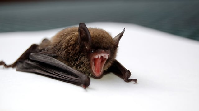 New ‘brain-inflaming’ bat viruses have been found in China.