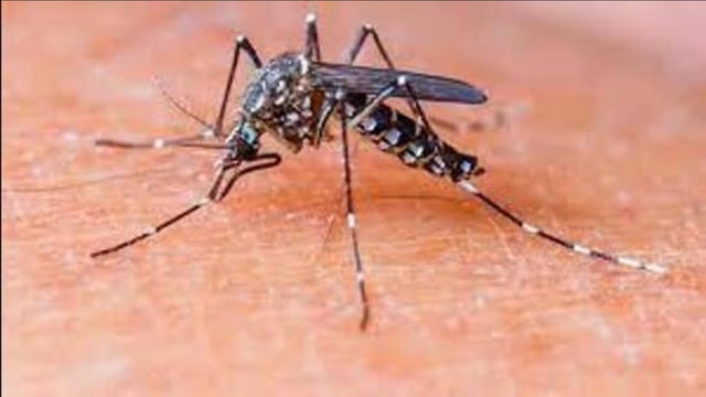 The health department has intensified preventive efforts to contain the potential spread of the mosquito-borne disease. (HT Photo)
