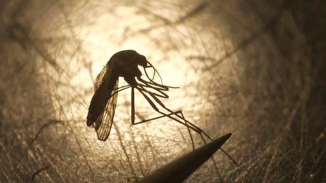 The first human case of West Nile virus of this year in Illinois has been confirmed. Salt Lake City Mosquito Abatement District biologist Nadja Reissen examines a mosquito in Utah on Aug. 26, 2019. (Rick Bowmer/AP)