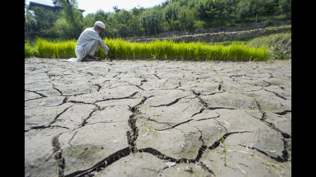 A farmer checks his crops dried up paddy land, at Check Dara on the outskirts of Srinagar on Tuesday. (PTI)