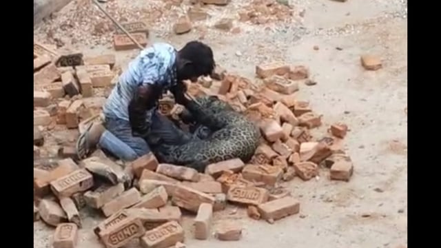 Mihi Lal grappling with the leopard in Dhaurahra range area on Tuesday (HT Photo)