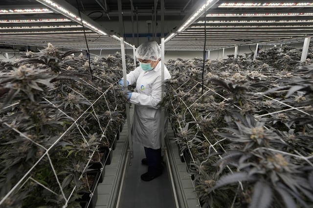 FILE -A worker tends to cannabis plants at a farm in Kanchanaburi province, west of Bangkok, Thailand, July 16, 2024. (AP Photo/Sakchai Lalit, File)