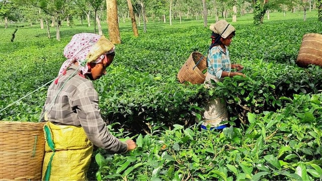 Iran-Israel conflict: How Is It Harming Assam's Tea Exports? | Image: Israel-Iran Conflict