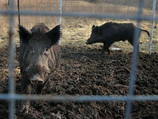 Two feral hogs are caught in a trap on a farm in rural Washington County, Mo. The exploding population of feral swine in western Canada is threatening to spill south, and B.C. is launching a public awareness campaign.