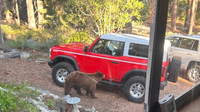 A male black bear (not the one pictured) broke into a man’s home in rural southwest Florida and mauled him to death, investigators said.
