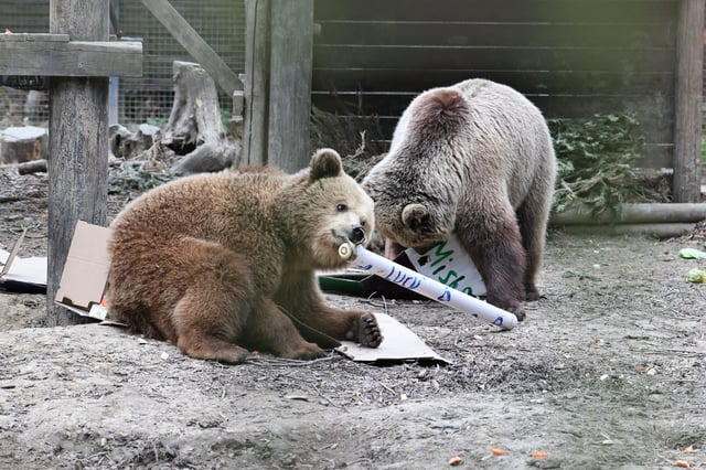 Mish and Lucy, a pair of 5-year-old European brown bears, escaped from their enclosures at the Wildwood Devin animal park in southwest England and raided their food stores, staff said.
