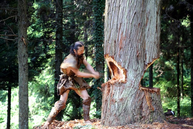 Researcher Kunihiro Amemiya uses a period-accurate axe to chop down a Japanese cedar tree in Noto Peninsula, Japan, to make a dugout canoe for a crossing across a region of the East China Sea from Taiwan to Yonaguni Island, in this handout image released on June 25, 2025. Yousuke Kaifu/Handout via REUTERS    THIS IMAGE HAS BEEN SUPPLIED BY A THIRD PARTY. NO RESALES. NO ARCHIVES