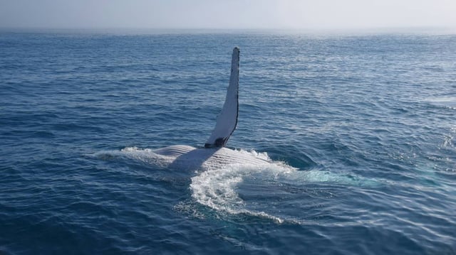 A humpback whale (not the one pictured) trailing a 500-foot rope was saved off the coast of Australia during a “complex” rescue, video shows.